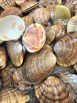 黃金貝🐚（5隻）（約14兩- 1斤）