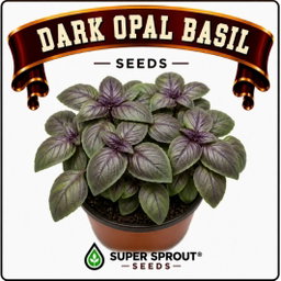 Opal Basil x 25 seeds