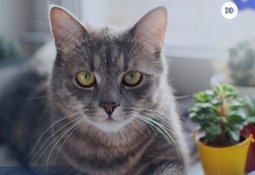 Alimento gatos