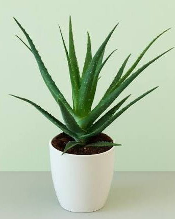 l’Aloe vera_0