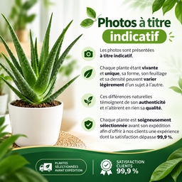 Plantes spirituelles