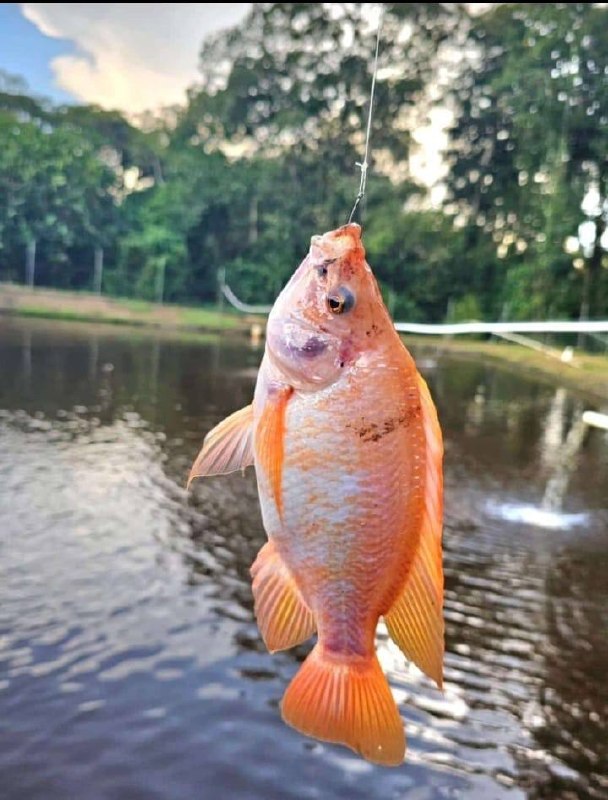 Tilapia roja