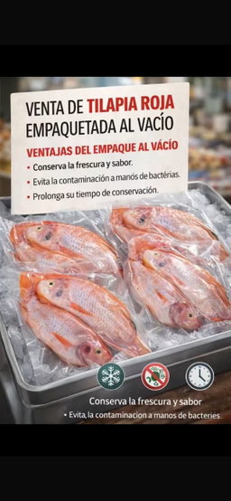 Tilapia roja empacada al vacio