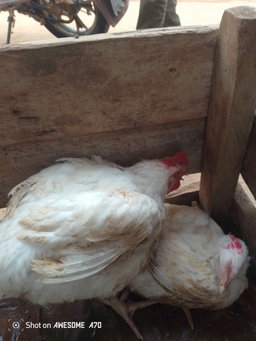 🐔 Poulets de chair disponibles aujourd’hui à l’entrée du marché d’Ombessa.     Choisissez votre catégorie selon le poids.     Les prix sont mis à jour régulièrement selon le marché et la disponibilité.       PRIX DU JOUR – POULET DE CHAIR  Poulets Petits : 1,5 kg à 2 kg Prix : 3 800 FCFA.   Prix taxé : 4 000 FCFA.      Poulets Moyens : 2 kg à 2,5 kg Prix : 4 500 FCFA Prix taxé : 4 700 FCFA   Poulets Gros : 2,5 kg à 3 kg Prix : 5 000 FCFA Prix taxé : 5 500 FCFA
