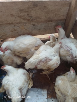 🐔 Poulets de chair disponibles aujourd’hui à l’entrée du marché d’Ombessa.     Choisissez votre catégorie selon le poids.     Les prix sont mis à jour régulièrement selon le marché et la disponibilité.       PRIX DU JOUR – POULET DE CHAIR  Poulets Petits : 1,5 kg à 2 kg Prix : 3 800 FCFA.   Prix taxé : 4 000 FCFA.      Poulets Moyens : 2 kg à 2,5 kg Prix : 4 500 FCFA Prix taxé : 4 700 FCFA   Poulets Gros : 2,5 kg à 3 kg Prix : 5 000 FCFA Prix taxé : 5 500 FCFA