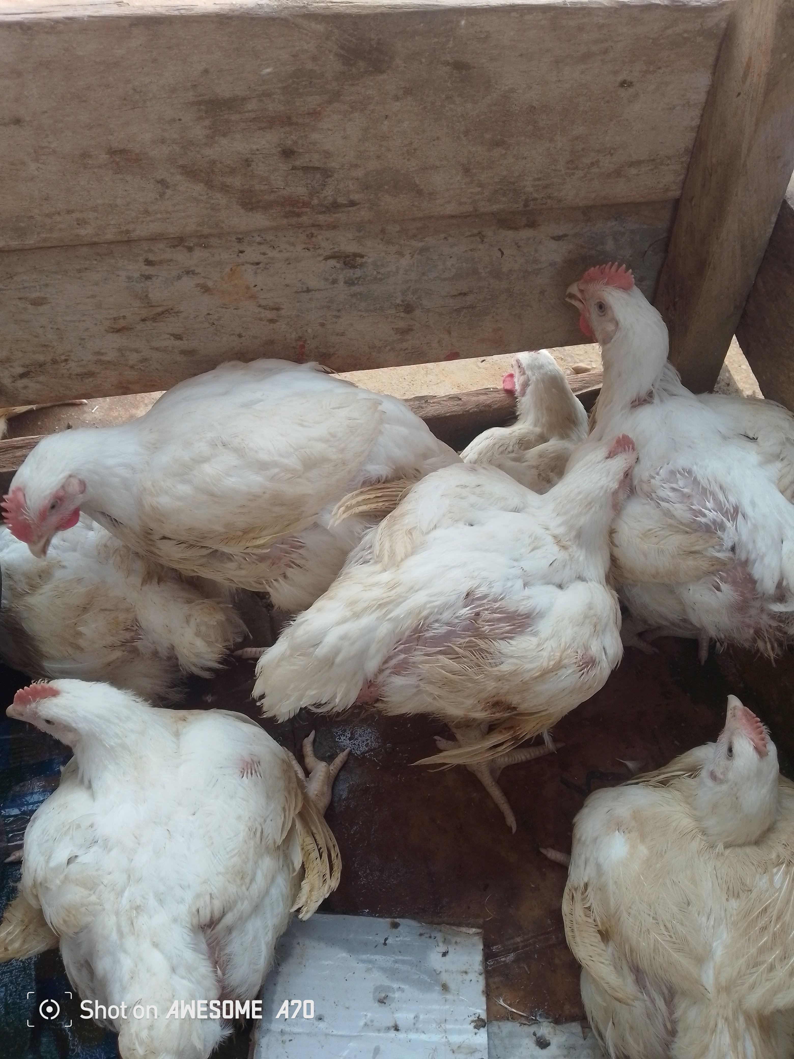 🐔 Poulets de chair disponibles aujourd’hui à l’entrée du marché d’Ombessa.     Choisissez votre catégorie selon le poids.     Les prix sont mis à jour régulièrement selon le marché et la disponibilité.       PRIX DU JOUR – POULET DE CHAIR  Poulets Petits : 1,5 kg à 2 kg Prix : 3 800 FCFA.   Prix taxé : 4 000 FCFA.      Poulets Moyens : 2 kg à 2,5 kg Prix : 4 500 FCFA Prix taxé : 4 700 FCFA   Poulets Gros : 2,5 kg à 3 kg Prix : 5 000 FCFA Prix taxé : 5 500 FCFA_1
