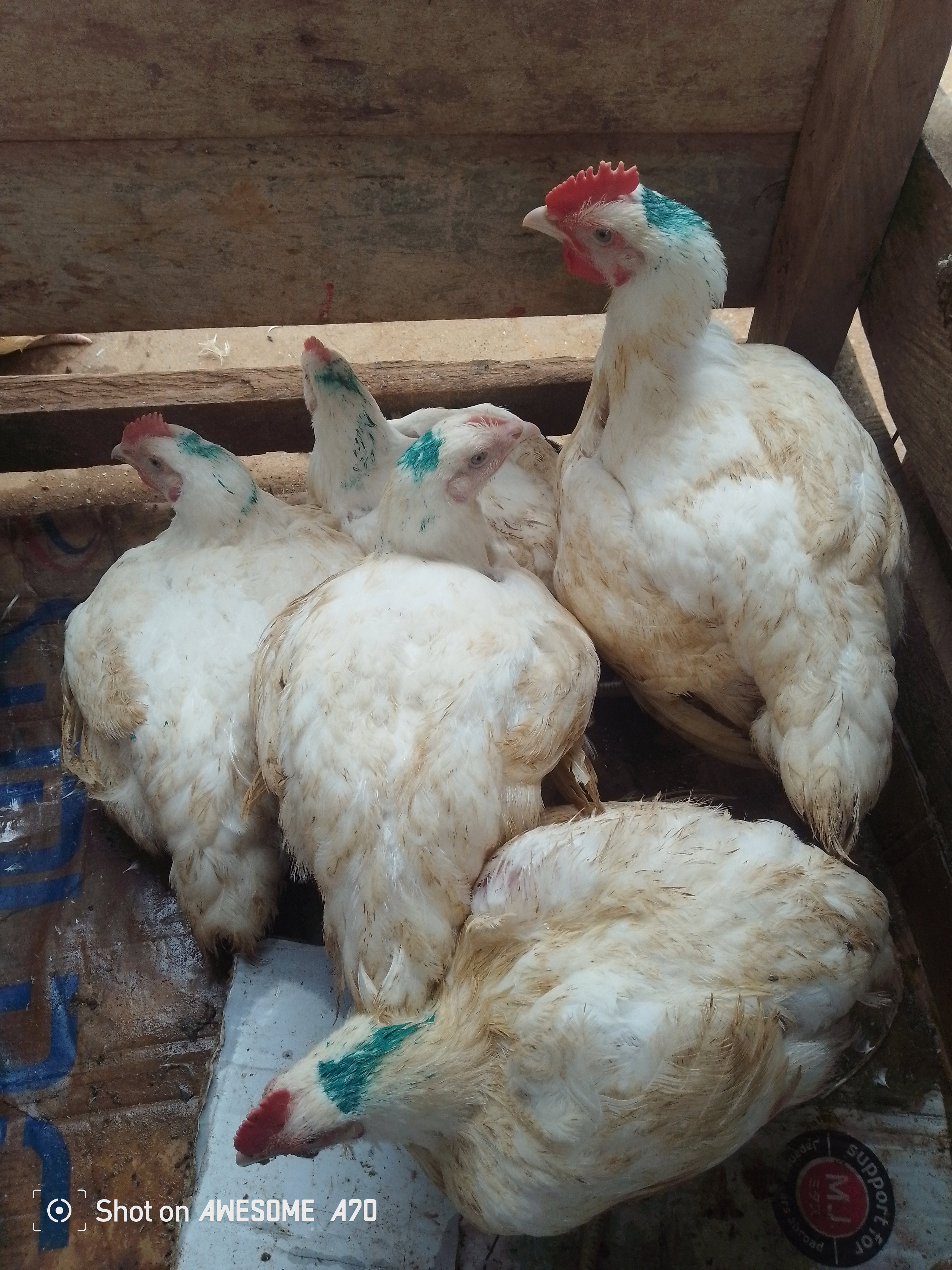 🐔 Poulets de chair disponibles aujourd’hui à l’entrée du marché d’Ombessa.     Choisissez votre catégorie selon le poids.     Les prix sont mis à jour régulièrement selon le marché et la disponibilité.       PRIX DU JOUR – POULET DE CHAIR  Poulets Petits : 1,5 kg à 2 kg Prix : 3 800 FCFA.   Prix taxé : 4 000 FCFA.      Poulets Moyens : 2 kg à 2,5 kg Prix : 4 500 FCFA Prix taxé : 4 700 FCFA   Poulets Gros : 2,5 kg à 3 kg Prix : 5 000 FCFA Prix taxé : 5 500 FCFA_2