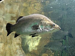 SEA BASS/1KG_0