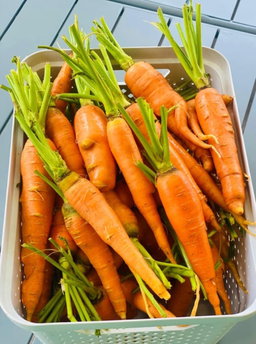 Légumes bio