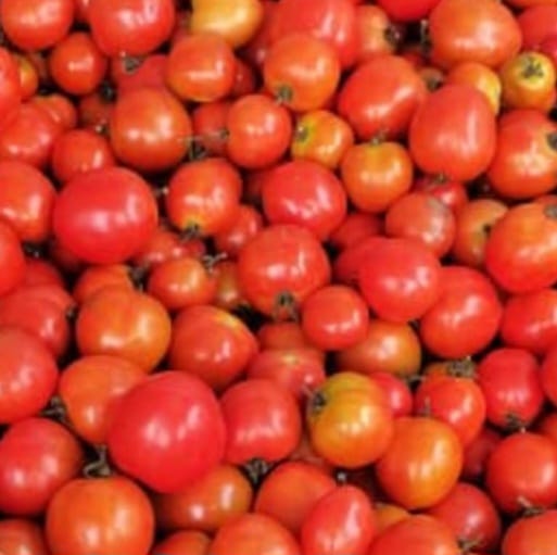 Tomates bio_0