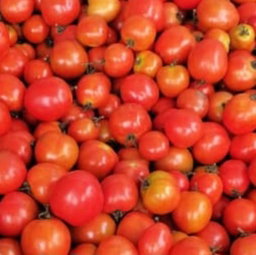 Tomates bio