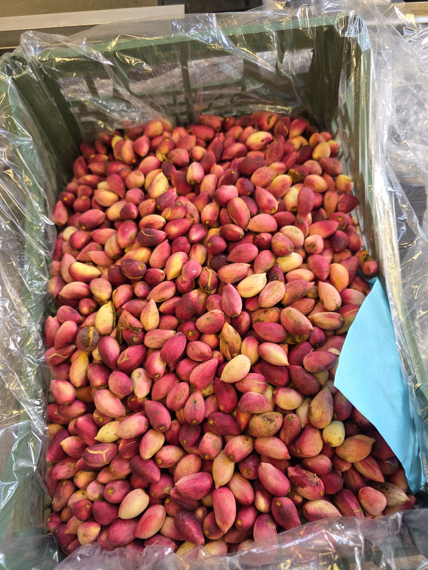 فستق حلبي عاشوري | Pistazien | 500g_0