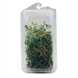 THYME 30G TUB