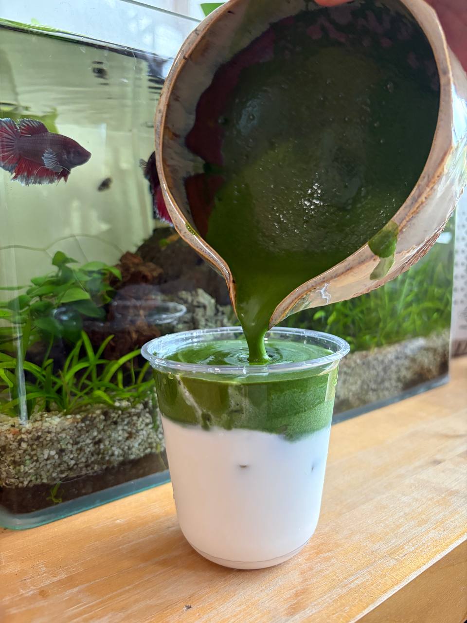 Iced Matcha Latte_0