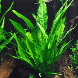 Tropica Microsorum pteropus Java Fern