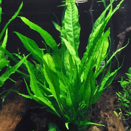 Tropica Microsorum pteropus Java Fern_2