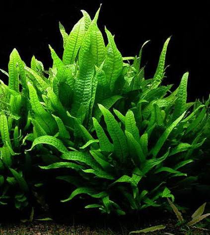 Tropica Microsorum pteropus Java Fern_1