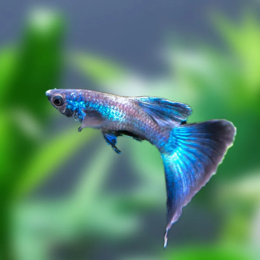 Blue Moscow Guppy