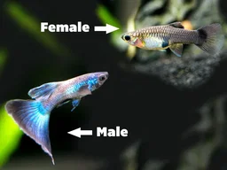 Blue Moscow Guppy