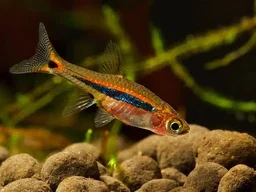 Least Rasbora or Boraras urophthalmoides