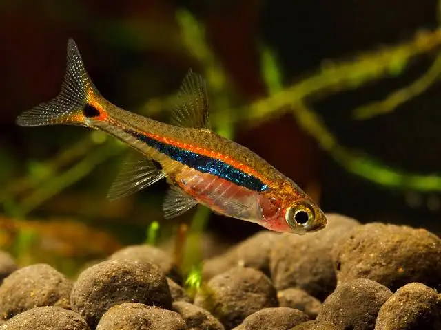 Least Rasbora or Boraras urophthalmoides_1