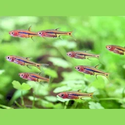 Least Rasbora or Boraras urophthalmoides