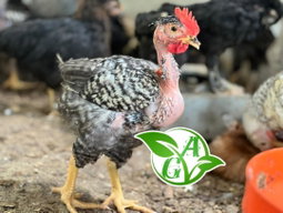 Aviculture 