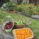 Huerta