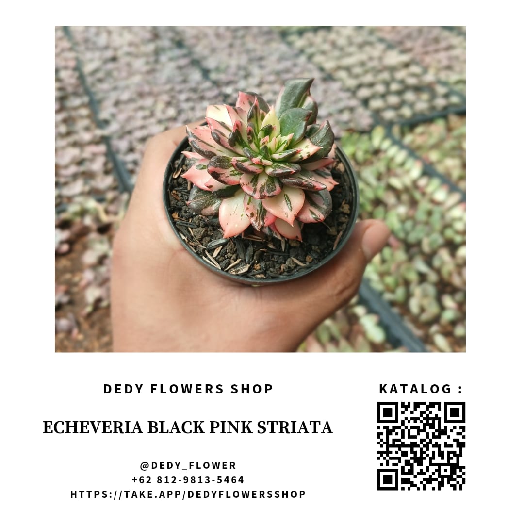Echeveria Black Pink Striata