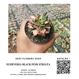 Echeveria 