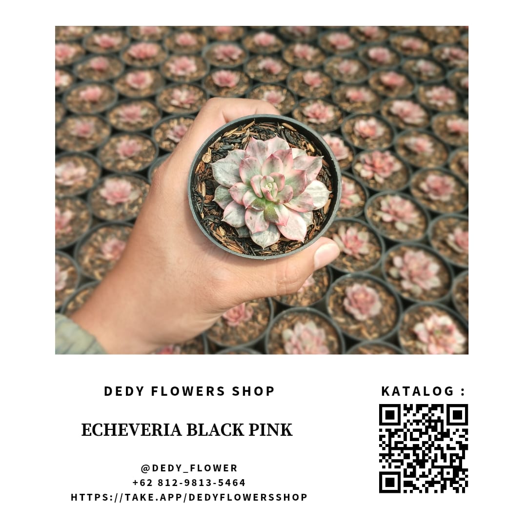 Echeveria Black Pink_0