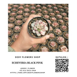 Echeveria Black Pink