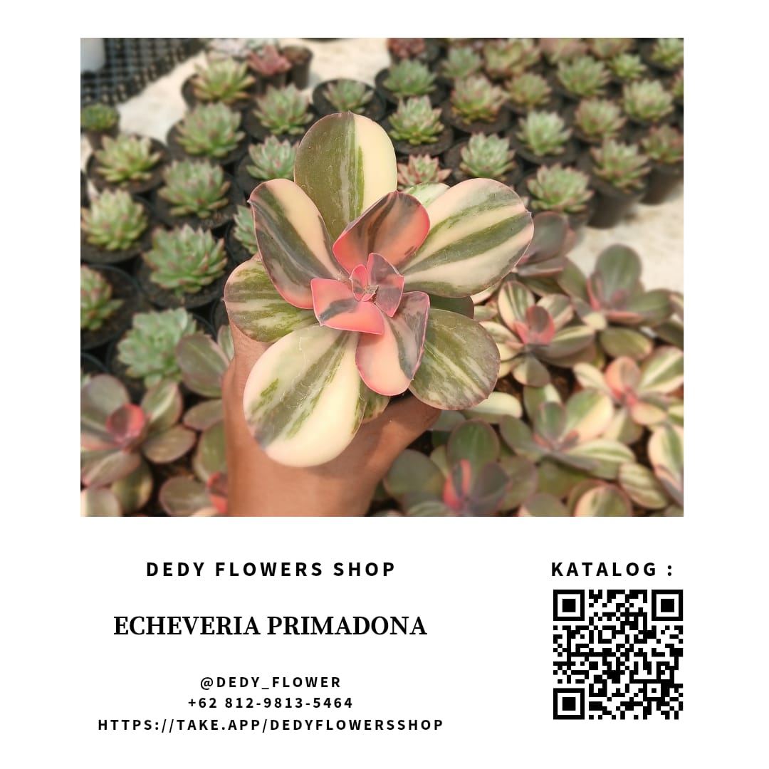 Echeveria Primadona_0