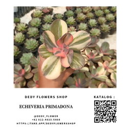 Echeveria Primadona