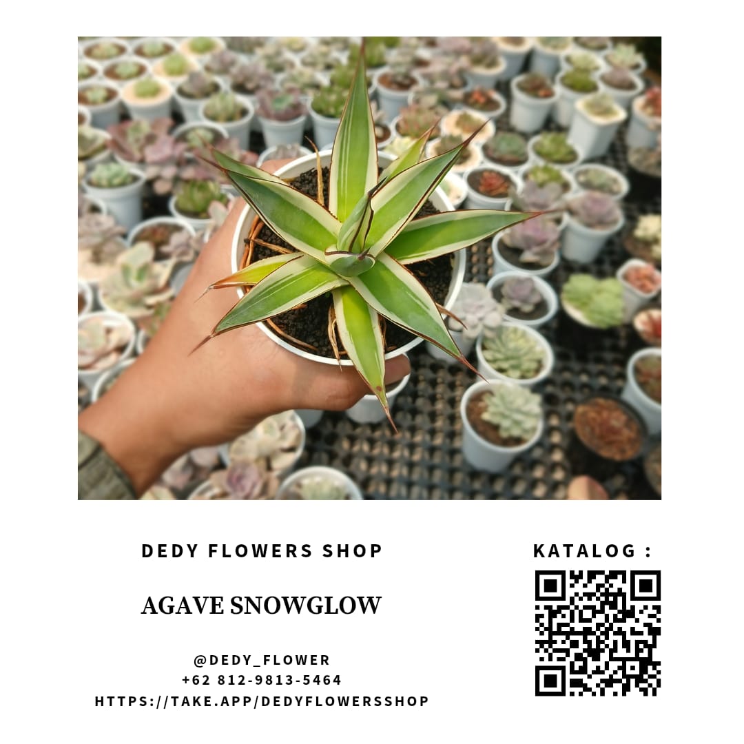 Agave Snowglow
