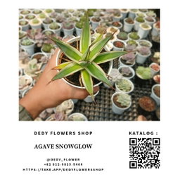Agave Snowglow