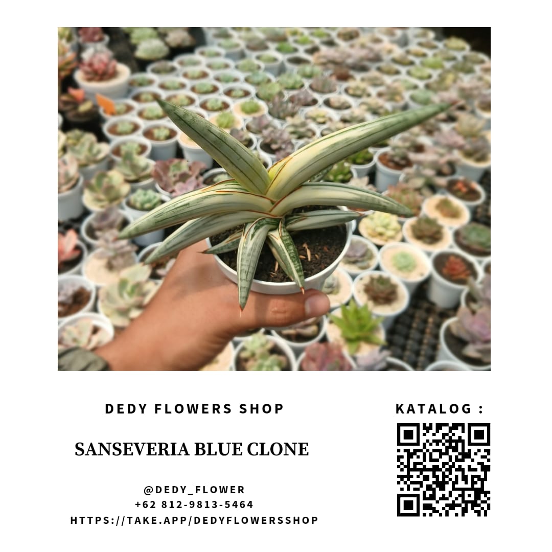 Sanseveria Blue Clone Varigated White