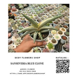 Sanseveria