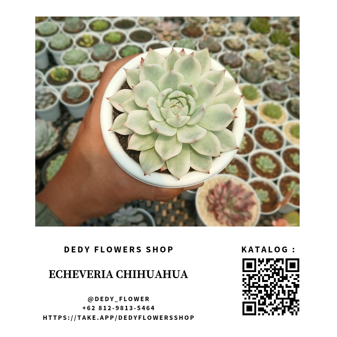 Echeveria Chihuahua_0