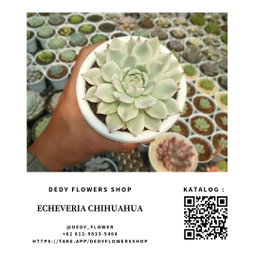 Echeveria Chihuahua