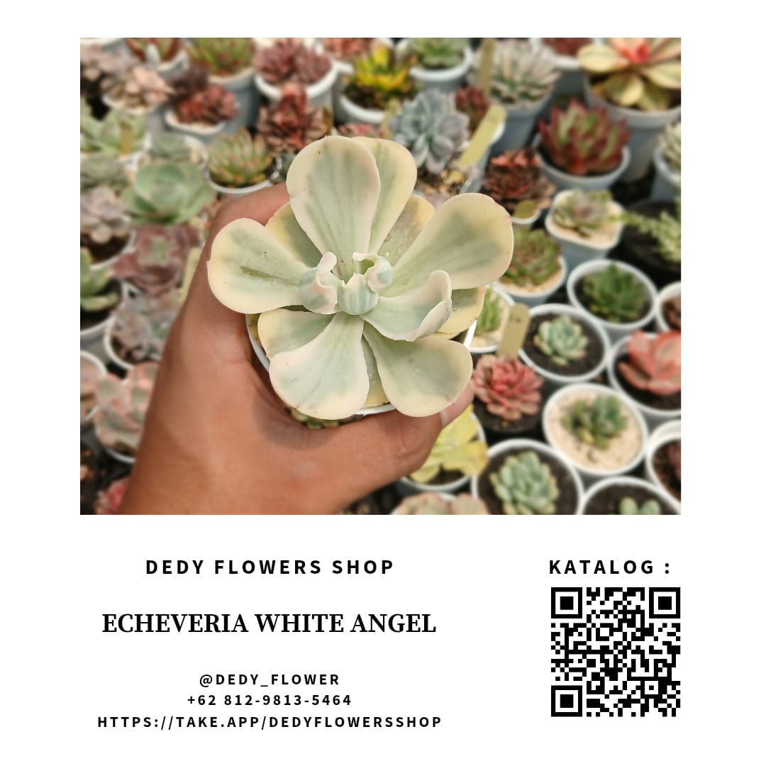 Echeveria White Angle