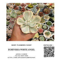 Echeveria White Angle