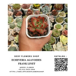 Echeveria Agavoides Frank Linet