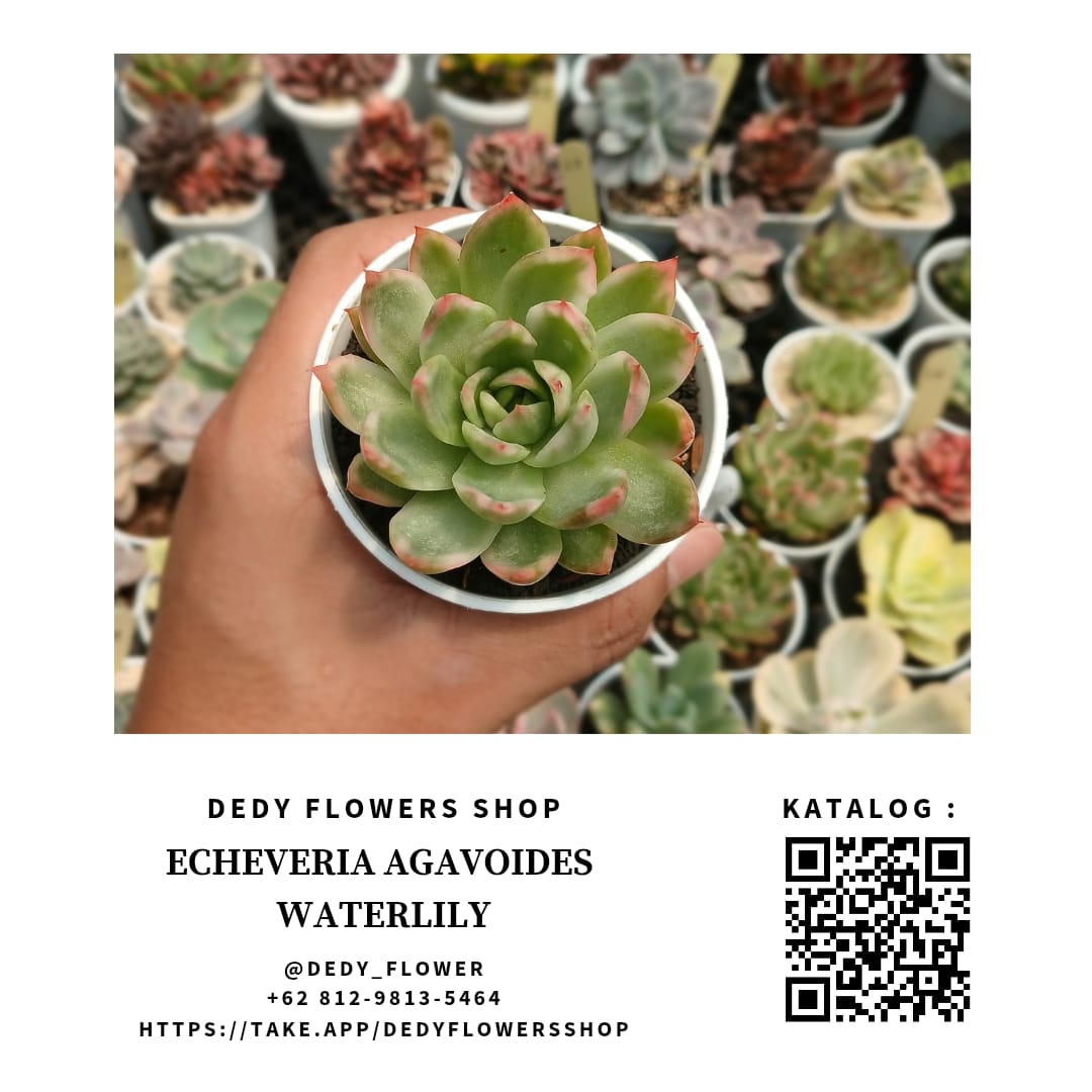 Echeveria waterlily