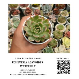 Echeveria waterlily