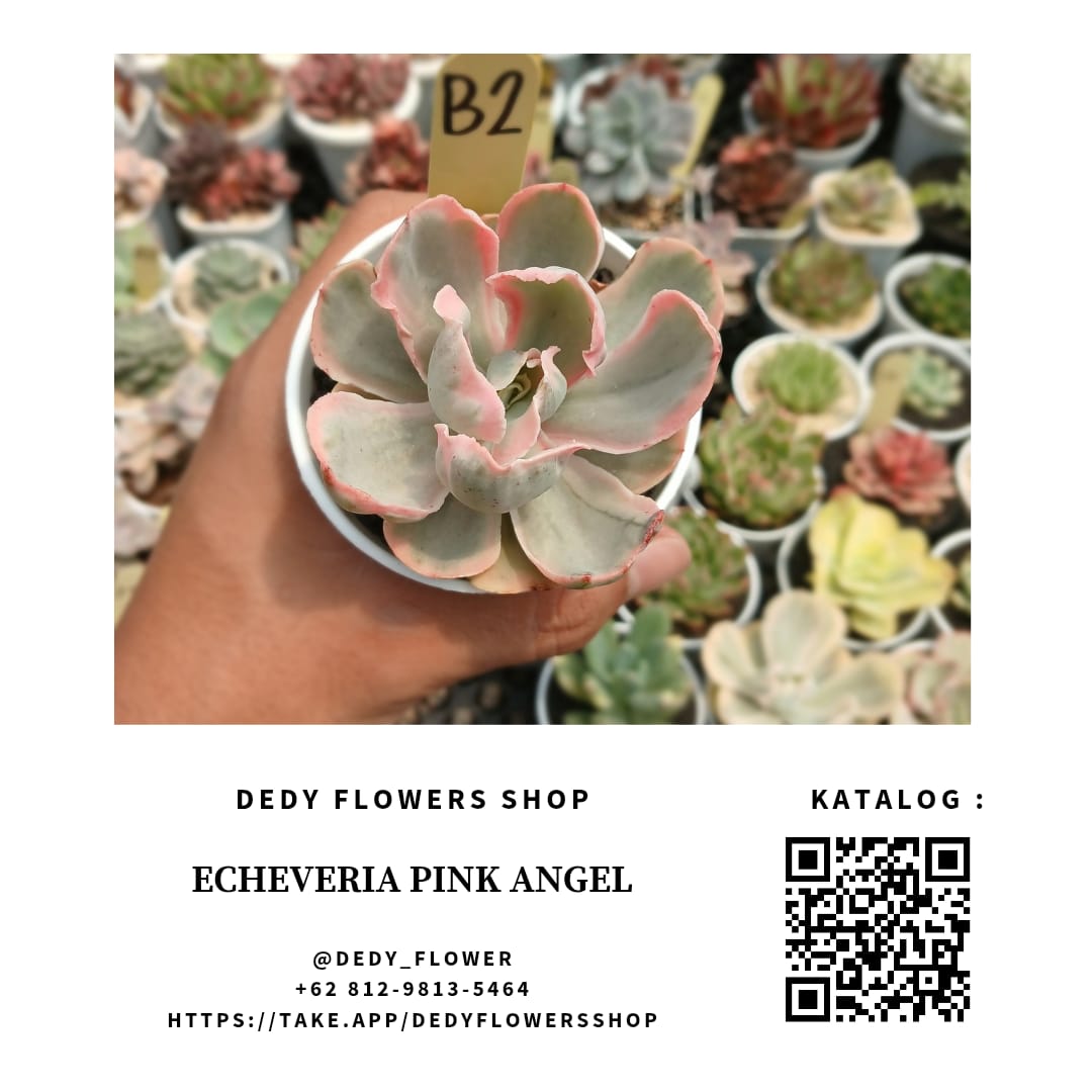 Echeveria Pink Angel_0