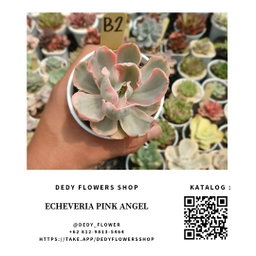 Echeveria Pink Angel