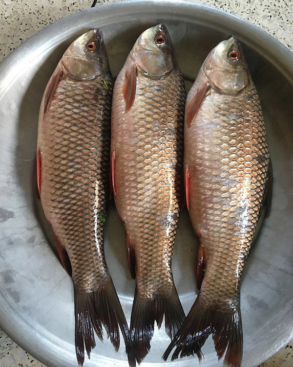 Fish
