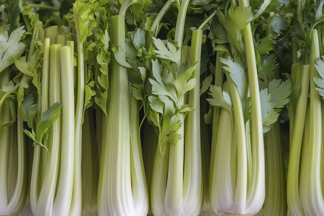 Celery