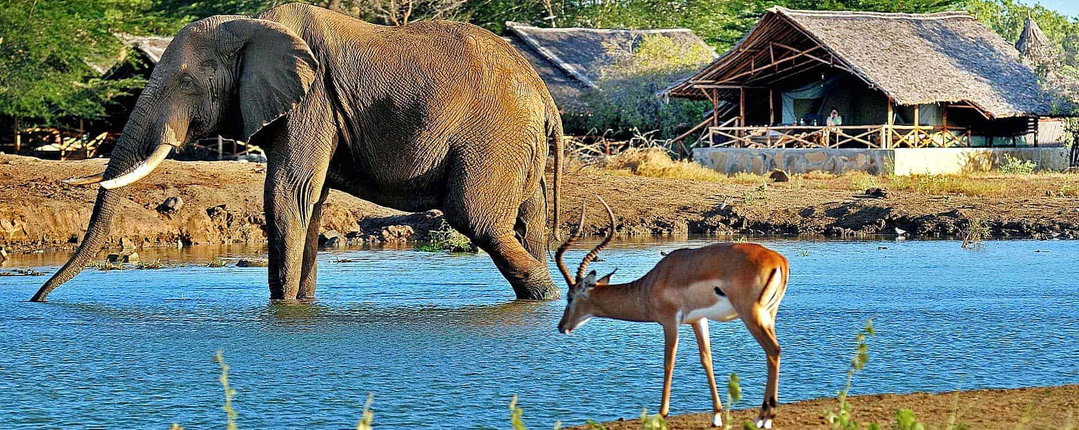 Tsavo East & West Safari